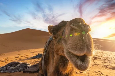 Private 3-day desert tour from fes to marrakech. camel ride, luxury camp in merzouga, ait ben haddou, todra gorges & atlas mountains. book now.