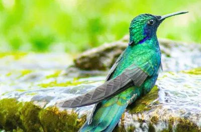 Hummingbird Watching Private Tour in Bogotá: 12 Species