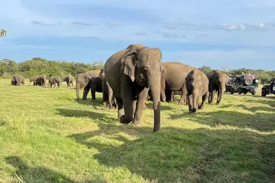 Safari privato in jeep a Minneriya: Raduno di elefanti in Sri Lanka