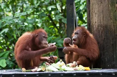 Sepilok orang-outan et visite de Sandakan avec déjeuner