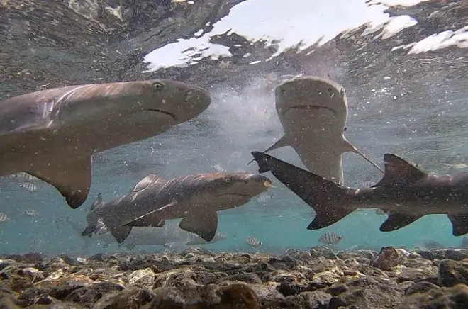 Tour privé requins citron à Sal : Nagez avec des juvéniles