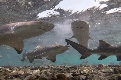 Tour privé requins citron à Sal : Nagez avec des juvéniles