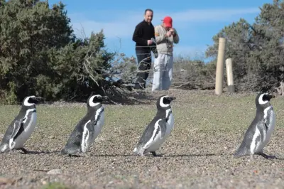 Pingüinos en Punta Tombo: 2 millones de pingüinos de Magallanes