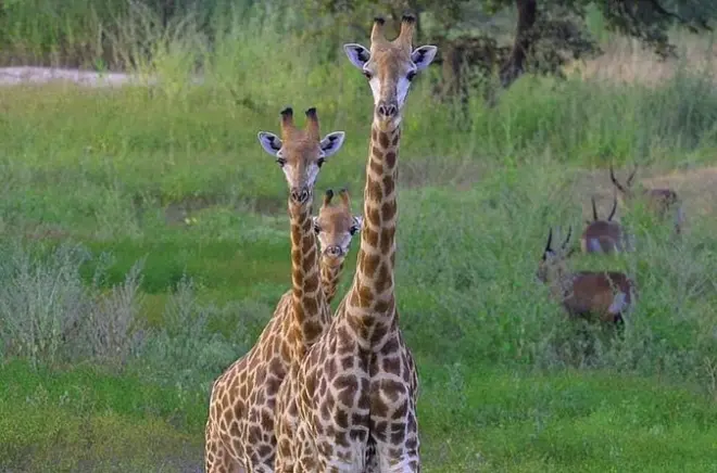 Bandia Wildlife Reserve and Lake Retba day tour from Dakar