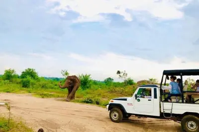 Safari privé à Udawalawe : Éléphants et faune sauvage en jeep