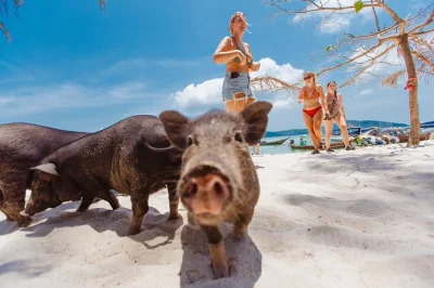 Swim, kayak, and feed the famous pigs on koh madsum with a local guide. includes snorkeling at koh tan, hotel pickup, and lunch on the beach.