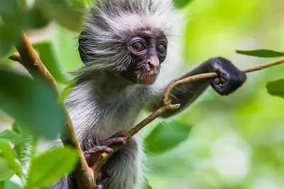 Kizimkazi : Singes colobus rouges, tortues marines, cinq arrêts