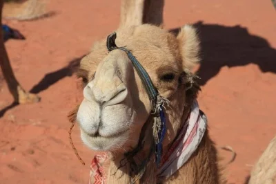 See petra’s ancient wonders, float in the dead sea, and explore wadi rum’s red sands on this private 5-day jordan tour with guide, hotel stays, and all entry fees. book now.