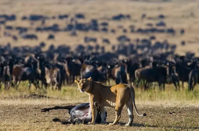 11-day Kenya & Tanzania safari: Maasai Mara to Serengeti