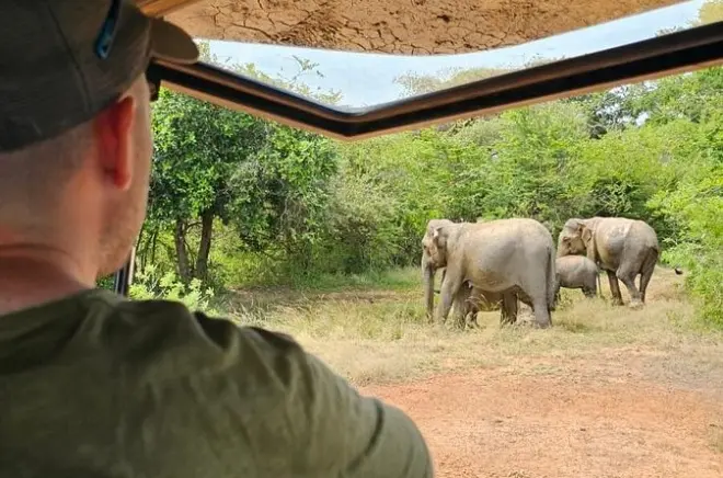 Morning Private Safari at Udawalawe National Park: Elephants