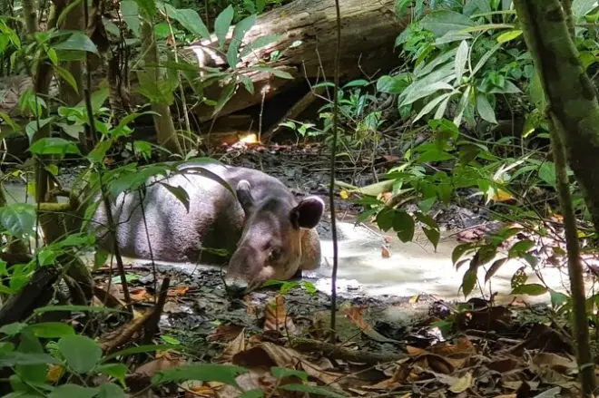 Tour al parque nacional Corcovado desde Sierpe: Estación Sirena