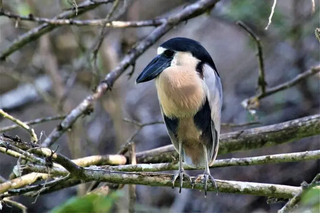 Vogelbeobachtungstour Huatulco: 230 Arten entdecken
