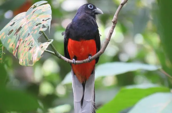Birdwatching a Drake Bay: Impara a riconoscere oltre 400 specie