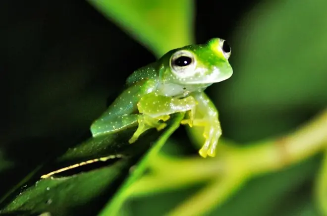Passeggiata notturna nella foresta di Drake Bay con guida esperta