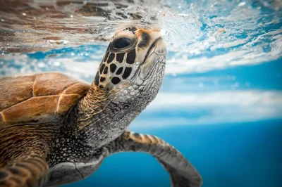 Swim with turtles in rarotonga’s clear lagoon, guided by locals. includes snorkeling gear, guaranteed turtle encounters, local fruit snacks, and secure storage.