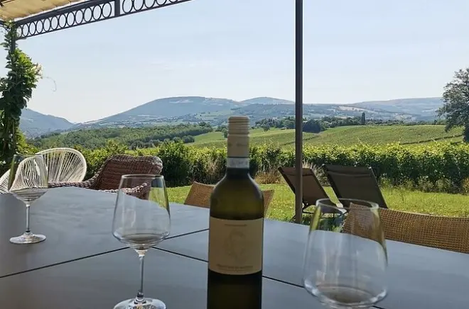 Dégustation de Verdicchio à Matelica : 2 domaines et chauffeur