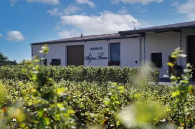 Domaine familial de Champagne près de Reims avec dégustation