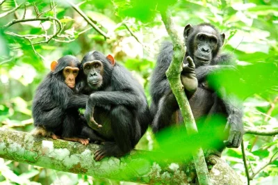 Spot wild chimpanzees in kibale national park, walk through lush rainforest, and see rare primates. book now for private transport, permits, and bottled water included.