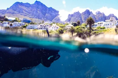 Snorkel cape town’s kelp forests with a local guide, all equipment included. spot marine life, learn about the sea, and enjoy easy shore entry. book now.