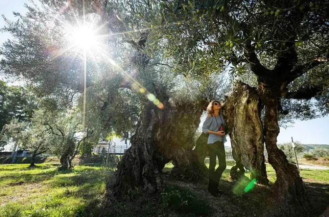 Degustazione olio e passeggiata nell’uliveto Oro di Giano, Umbria
