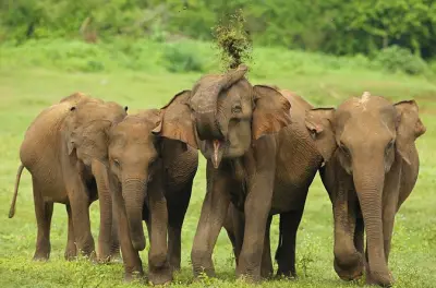 Safari de 3 horas no parque Udawalawe saindo de Ahangama