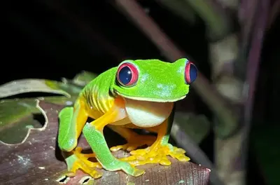 Jungle Night Tour in Quepos: Nocturnal wildlife spotting