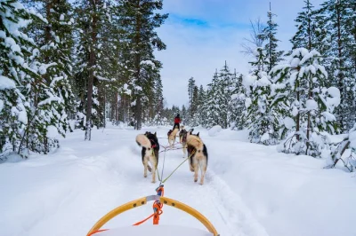 Feel the rush of husky mushing near rovaniemi, swap sled roles, warm up in a kota with snacks, and enjoy a personal small-group lapland adventure with transfers included.
