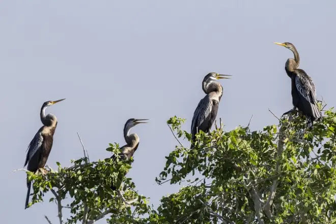 Bundala Nationalpark Safari ab Hambantota Seaport