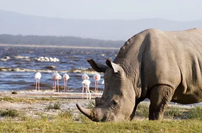 Tagesausflug Lake Nakuru Nationalpark: Safari & Great Rift Valley