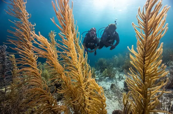 Plongée Molasses Reef : Deux plongées à Key Largo