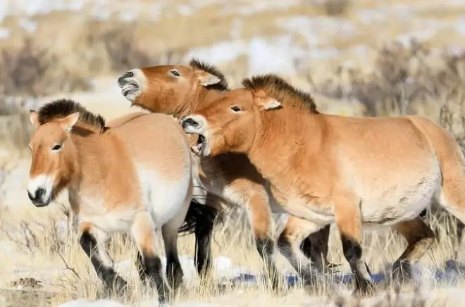 Parco nazionale di Hustai da Ulaanbaatar con cavalli Takhi selvatici