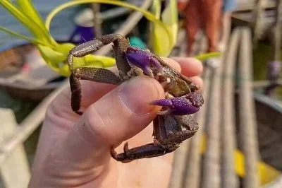 Descubra a pesca na floresta de coqueiros em hoi an, pegue caranguejos, faça lanternas e saboreie noodles locais. inclui aula de café, almoço e transporte. reserve já!