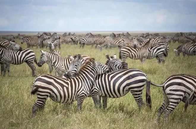 Safari 3 jours à Tarangire, lac Manyara et cratère Ngorongoro
