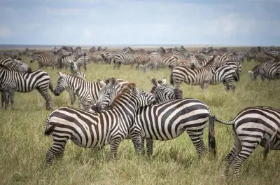 Safari 3 jours à Tarangire, lac Manyara et cratère Ngorongoro