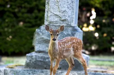 Faune de Victoria : Seawall, cimetière, Fisherman's Wharf