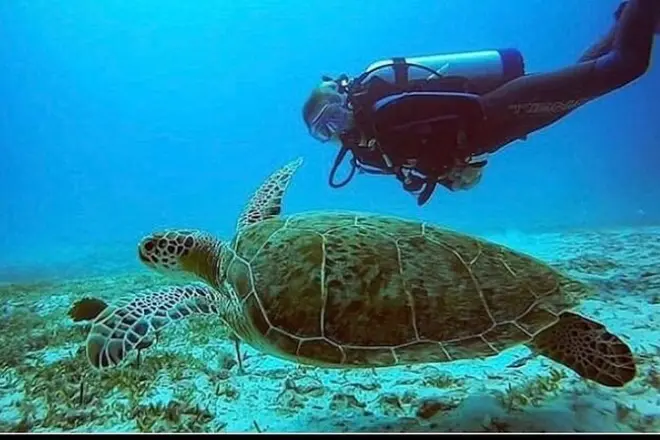 Discover Scuba Diving in Anguilla: Little Bay Marine Park