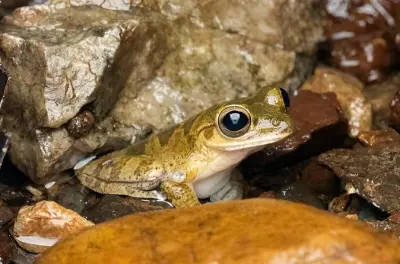 Drake Bay passeggiata notturna: Fauna selvatica dopo il tramonto