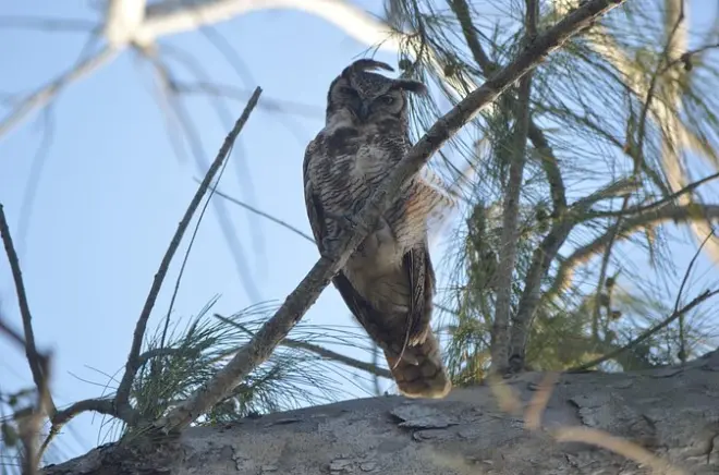 Observation privée des oiseaux et écosystème à Holbox, 4 heures