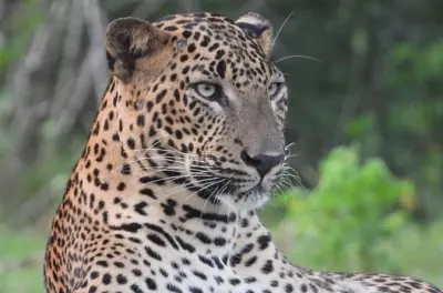 Safari privato in jeep nel parco nazionale di Yala con guida esperta