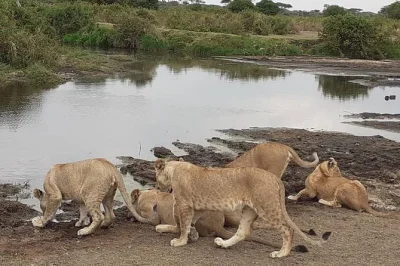 Découvrez les parcs emblématiques de tanzanie — serengeti, ngorongoro, tarangire et le lac manyara — lors d’un safari guidé de 5 jours avec des experts locaux.