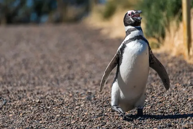 Tour privado a Punta Tombo desde Puerto Madryn