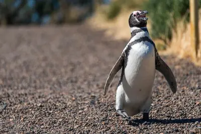 Tour privado a Punta Tombo desde Puerto Madryn