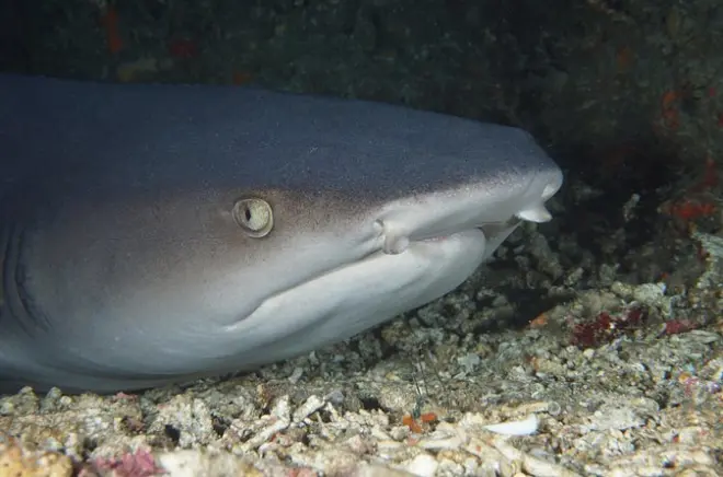 Scuba Diving Padang Bai: Shark Point, 2 Tauchgänge