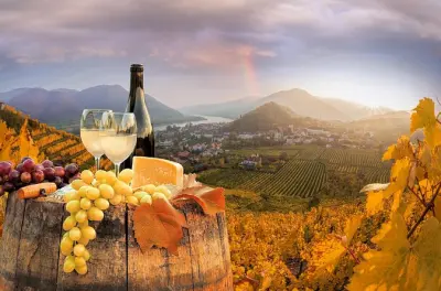 Vienna Wine Tasting Tour: 4–5 wines with private expert