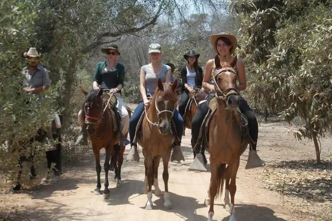 Paseo a caballo en el bosque de Pomac: Caballos peruanos de paso