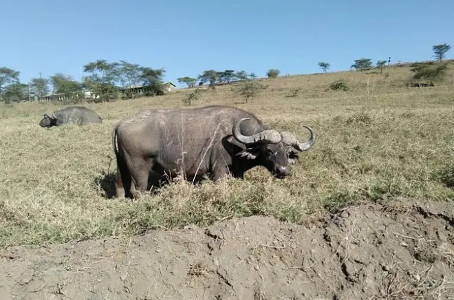 Lake Nakuru Nationalpark Tagesausflug: Private Safari mit Nashörnern