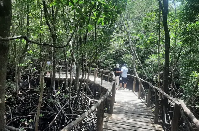 Forêt de Jozani : Singes colobes rouges et passerelle boisée