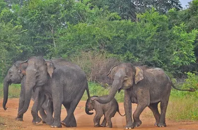 Udawalawe Safari from Bentota: 3-hour jeep wildlife tour