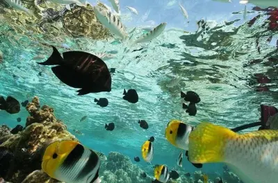 Snorkel en Huatulco: Arrecifes con guía y equipo