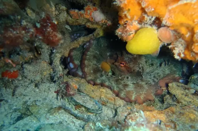 Immersione alle Octopus Rocks a Djerba: Solo sub certificati